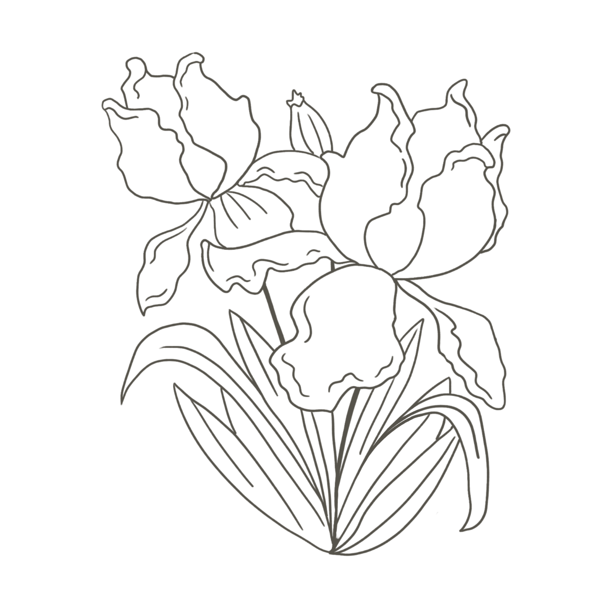IRIS REPRISE